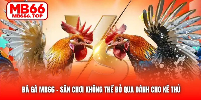 Đá Gà MB66 – sân chơi không thể bỏ qua dành cho kê thủ